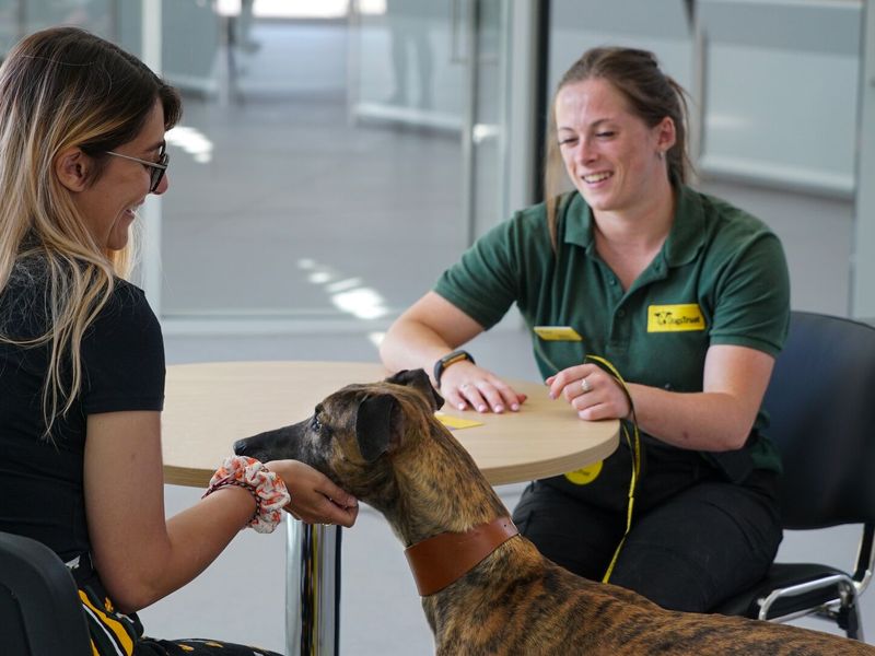 Dogs trust centres sales near me